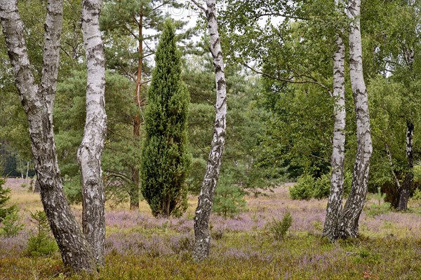 Heathland