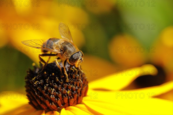 Dronefly
