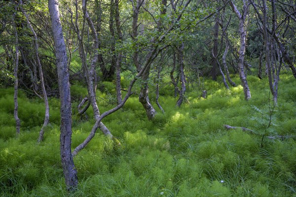 Birch forest and horsetails