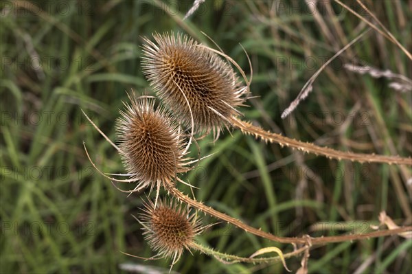 Weber's cardoon