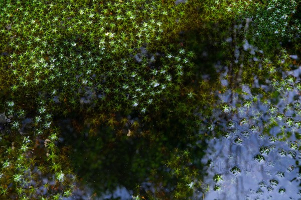 Peat mosses