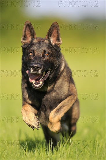 German shepherd Domestic dog