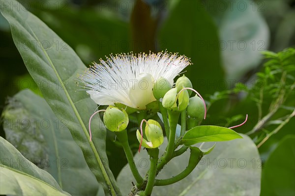Fish Poison Tree