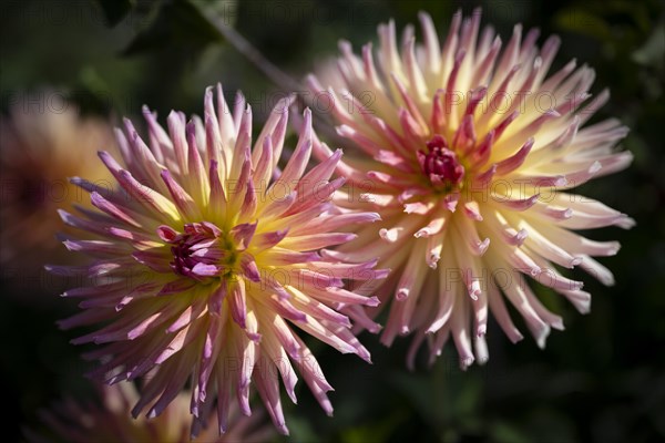 Semi-cactus Dahlias
