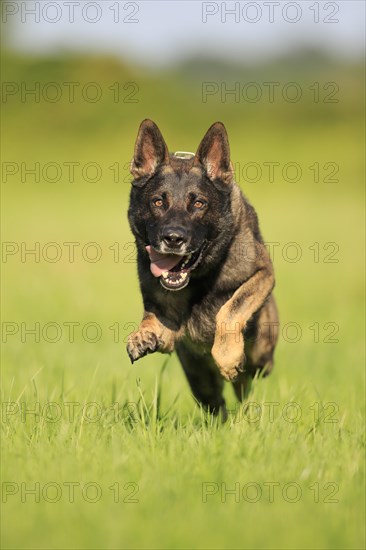 German shepherd Domestic dog