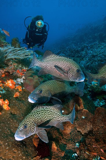 Diver looking at small group of Harlequin sweetlip