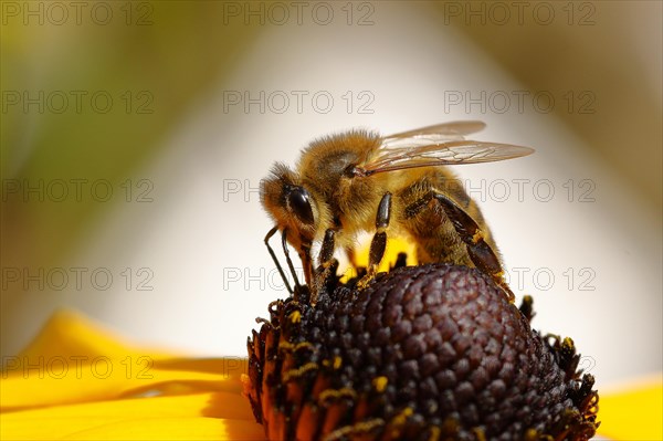 Honey bee