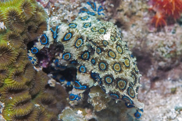 Blue ringed Octopus