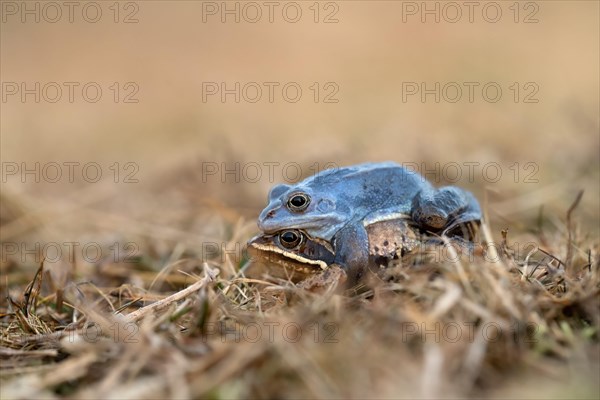 Moor frog