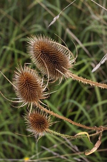 Weber's cardoon