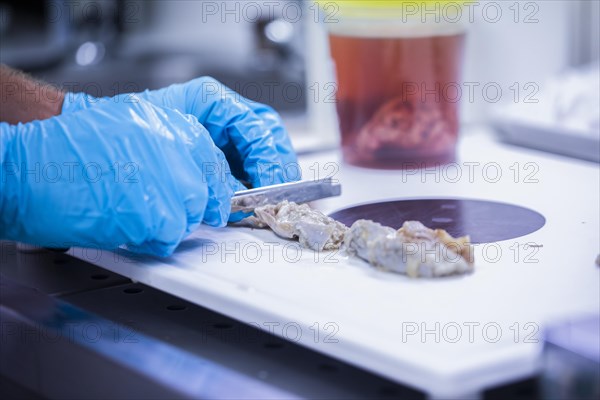 Laboratory technician prepares sample from a bovine animal in the food control laboratory with knife