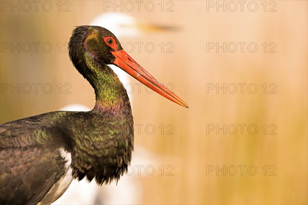 Black stork