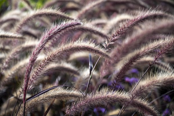 African lampbush grass
