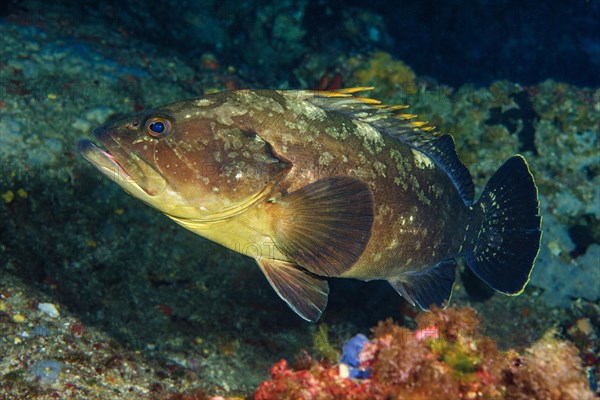 Dusky Grouper