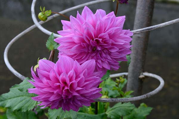 Dahlia with support