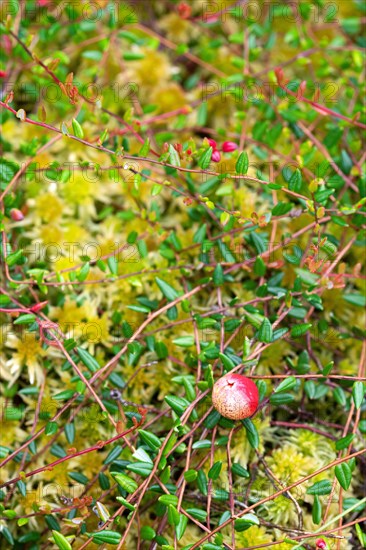 Small cranberry
