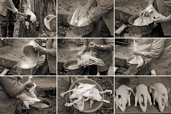 Home slaughter of ducks