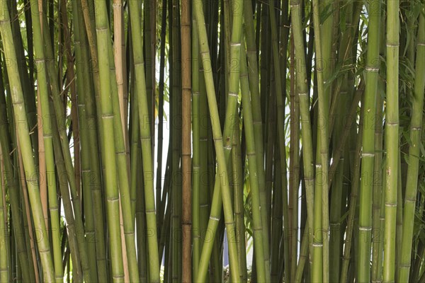 Bamboo