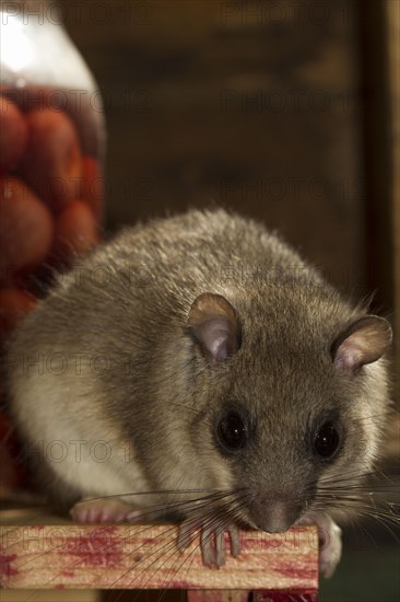 Fat dormouse