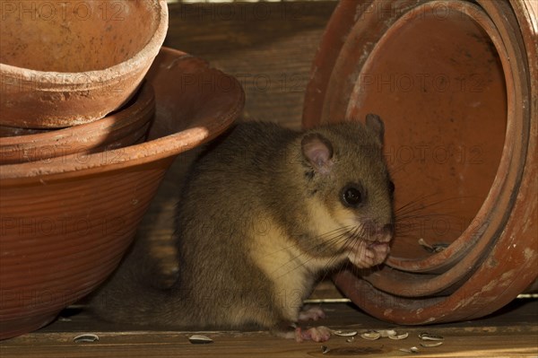 Edible dormouse