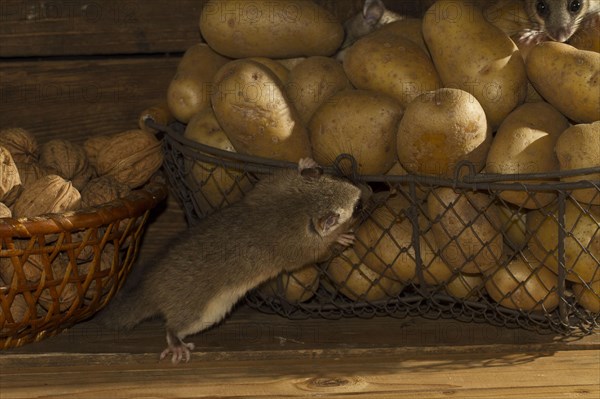 Edible dormouse