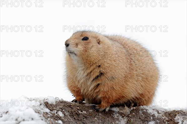 Black-tailed Prairie Dog
