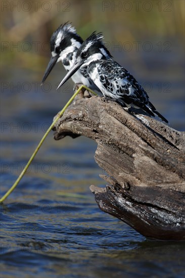Pied king fisher