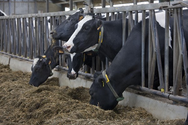 Domestic cattle