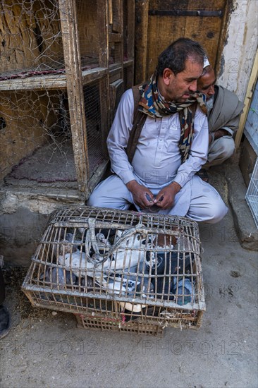 Birds for sale