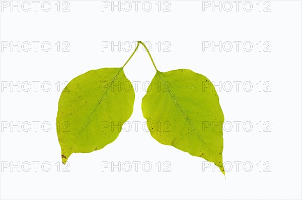 Osage orange