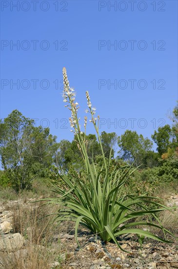 White asphodel