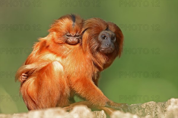 Golden Lion Tamarin with young