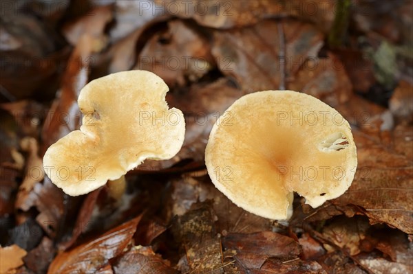 Tawny Funnel Cap