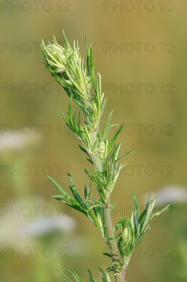 Common Mugwort