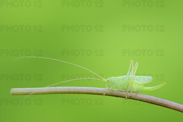 Ak Bush-cricket