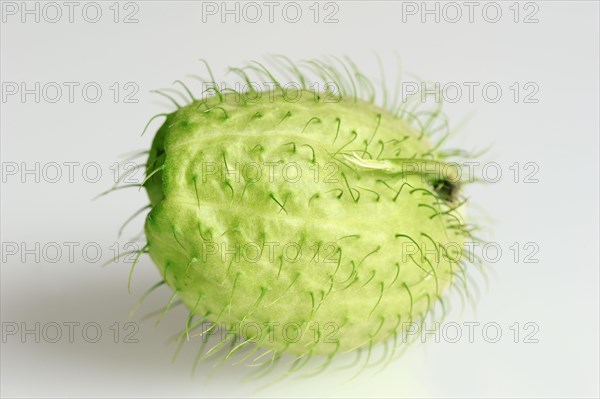 Balloon milkweed