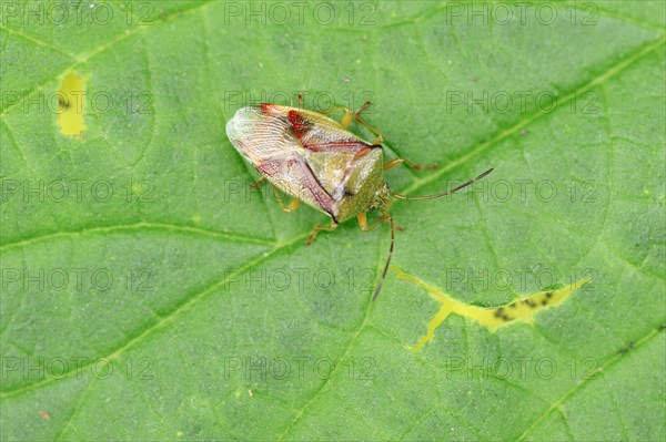 Birch Shield Bug