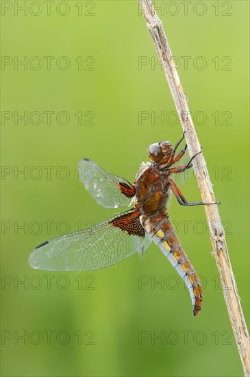 Broad bodied chaser