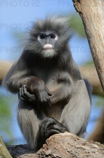Dusky Leaf Monkey