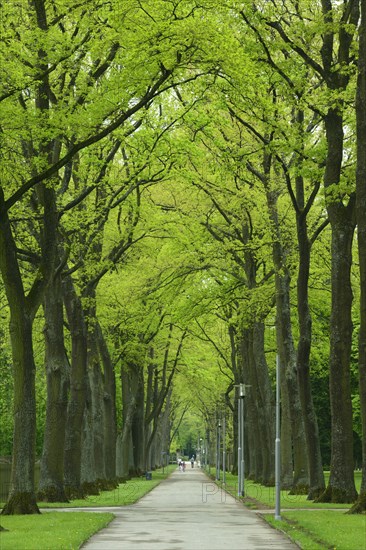 Court Garden