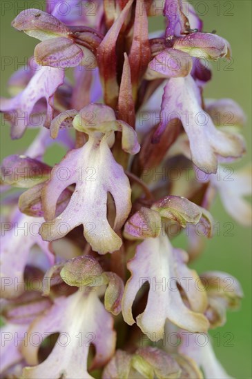 Giant orchid