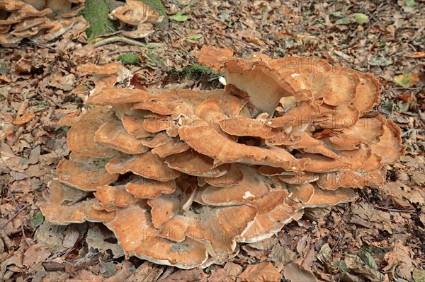 Giant polypore
