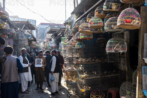 Birds for sale