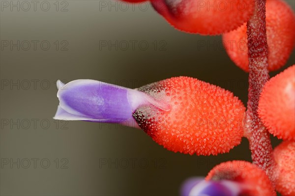 Bromeliad
