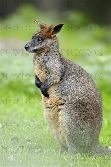 Marsh Wallaby