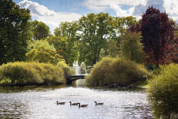 In front ducks on pond