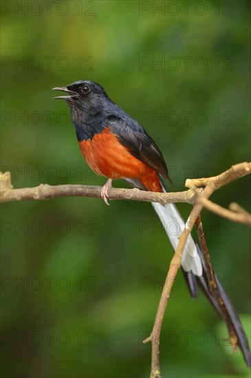 White-rumped Shama