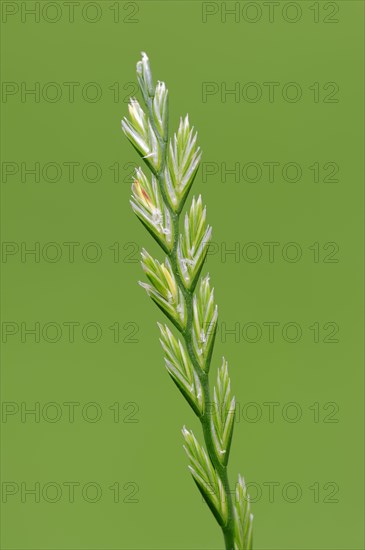 Perennial Ryegrass