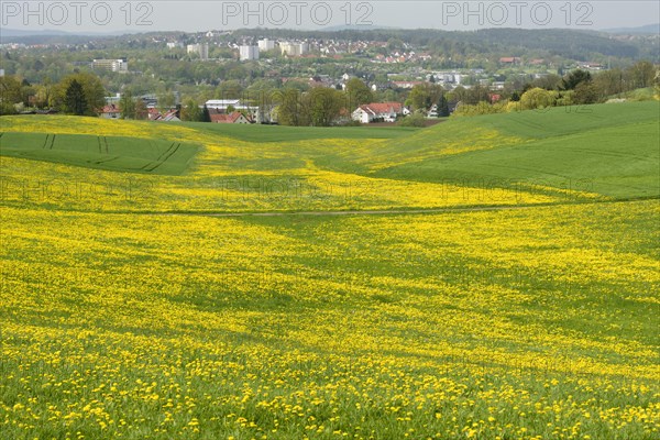 Dandelion