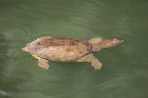 Chinese soft-shelled turtle